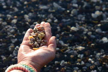 seashells in human hand