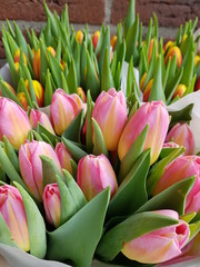 Fototapeta premium Tulipany w Holandii, Amsterdamie