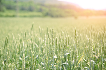 Obraz premium Green wheat field and sunny day.