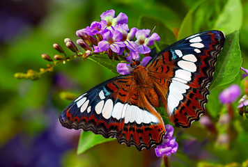 Orange butterfly Moduza Procris or the commander on purple flowers of duranta erecta or pigeon berry on green blurred background © Dmitrii