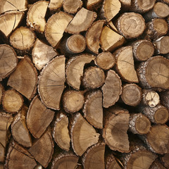 Firewood for the winter