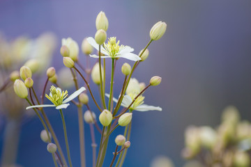 Blue background with delicate white summer flowers, floral wallpaper, clematis vitalba in bloom