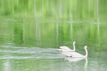 Zwei H&ouml;ckerschw&auml;ne schwimmen z&uuml;gig vorbei