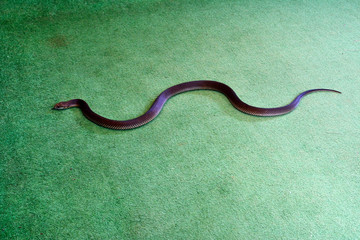 King Brown snake also known as Mulga snake (Pseudechis australis) indoor on green carpet floor.