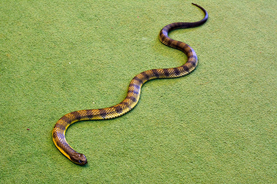 Eastern tiger snake (Notechis scutatus scutatus) indoor on green carpet floor.