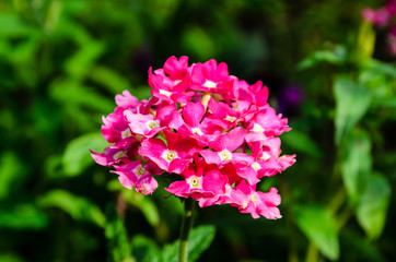 Pink phlox flower on a flowerbed in garden