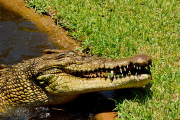 Saltwater crocodile (Crocodylus porosus)