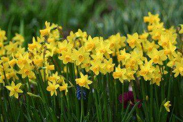 たくさんの黄色いスイセン