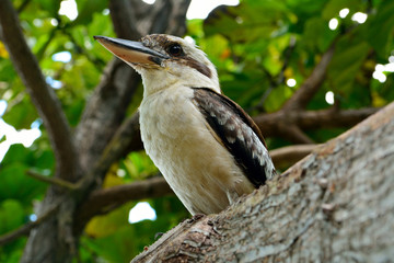 Kookaburra (Genus Dacelo)