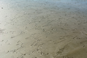 Tracks left in the mud by mussels