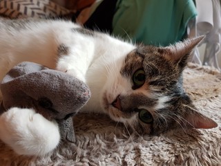 Kätzchen mit Kuschelmaus