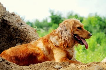 Portrait of a young handsome cocker spaniel puppy dog.