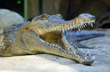 Head of freshwater crocodile (Crocodylus johnsoni)