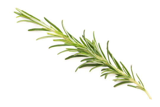 Rosemary spice on the white background.