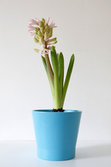 pink hyacinth in a blue pot