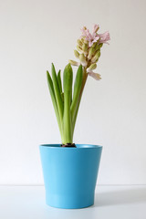hyacinth in a blue pot