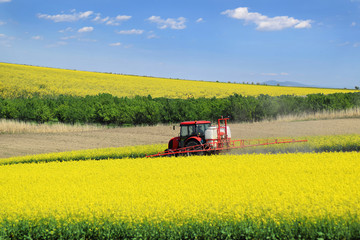 A red tractor in the process of spraying the oil rape farm in spring