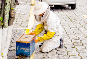 Outdoor view of beekeeper collecting honey and bees, wearing a a full complete protection against bee sting