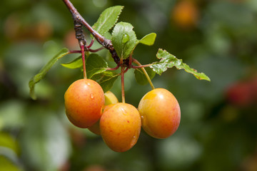 Mirabellen am Baum  (Prunus domestica subsp. syriaca)