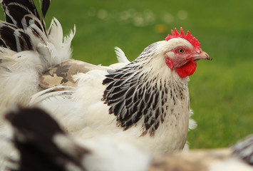 Hen (Chicken) on a Farm