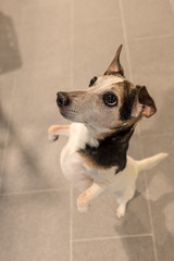 small dog stands on his hind legs and looks upwards - Jack Russell Terrier Hound 10 years old, hair...