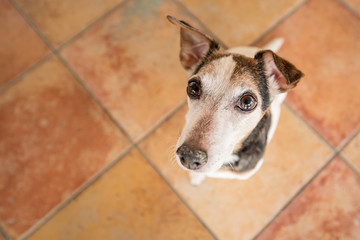     small dog stands on his hind legs and looks upwards - Jack Russell Terrier Hound 10 years old,...