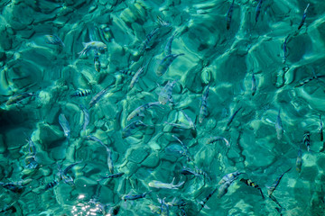 Close up of tropical water in the ocean or swimming pool,