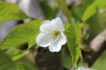 Cherry flower