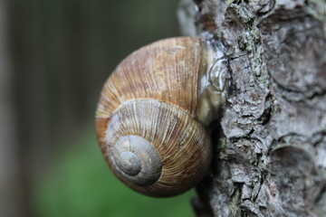 Snail on the tree