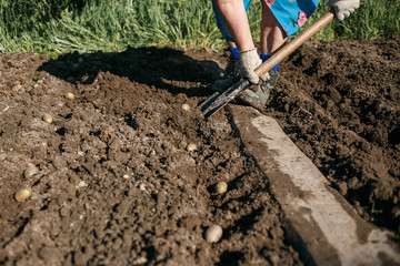 Mature woman planting potatoes in her garden