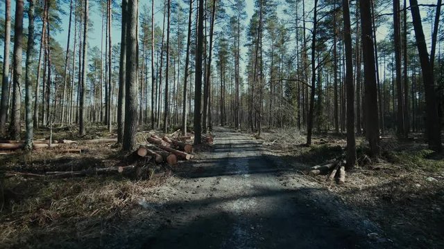 Pine logs forest boards lumberjack feller loggers work forest road