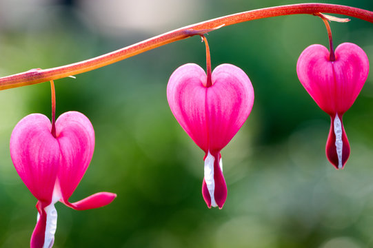 Close up of a cluster of bleeding hearts growing in the spring.Dicentra spectabilis in the garden/Pretty pink bleeding heart flowers string out on a branch