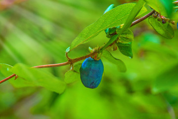 ripe, dark blue Honeysuckle grows on a Bush all in green leaves. 