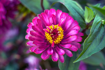 large pictures of flowers. beautiful flower in the garden.