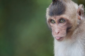 可愛いサル