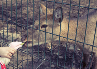 The young deer lives in a cage in the zoo.