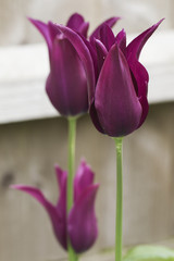 Tulip 'Burgundy'