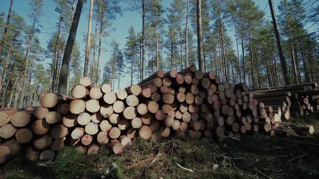 Pine logs forest boards lumberjack feller loggers work forest road