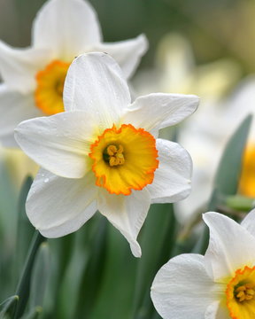 White Daffodils with yellow centers on a rainy spring day.