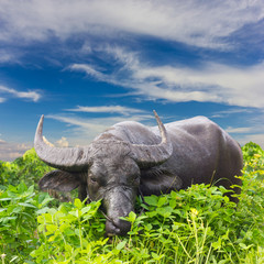 Fototapeta premium A muddy buffalo is chewing grass.