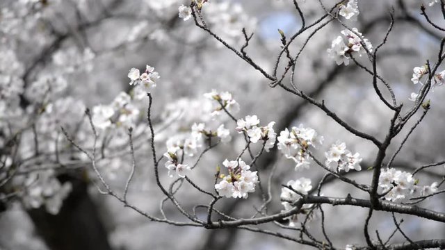 満開の桜の枝先