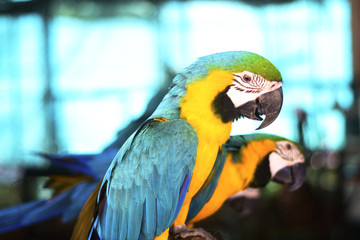 Colorful Twin-Parrots - obrazy, fototapety, plakaty