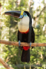 Species of the bird park in Foz do Iguacu Brazil, toucan white breast © Antonello 