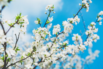 Blooming fruit tree and blue sky. Sunny day in park