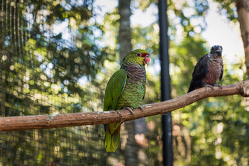 Obraz premium Species of the bird park in Foz do Iguacu Brazil, macaw maracana