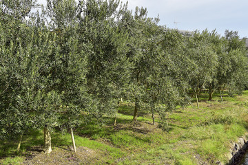 小豆島のオリーブ