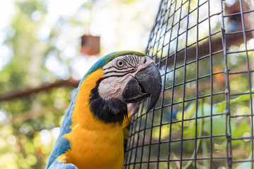 Species of the bird park in Foz do Iguacu Brazil, ararauna
