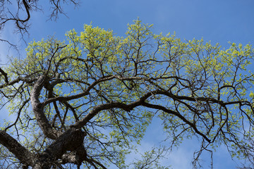 Branches of a tree with young leaves against a blue sky in a city park on a sunny spring afternoon in Dallas