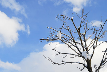 冬　木　空　雪　雲　素材