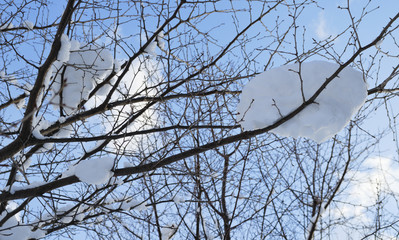 冬　木　空　雪　雲　素材